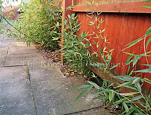 Bamboo appearing below fence